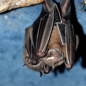 great fruit-eating bat (Artibeus lituratus)