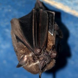 great fruit-eating bat (Artibeus lituratus)
