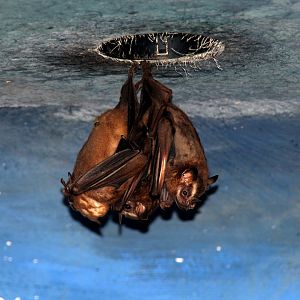great fruit-eating bat (Artibeus lituratus)