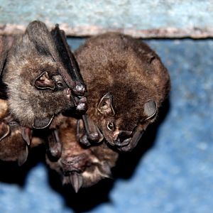 Toltec fruit-eating bat (Dermanura tolteca)