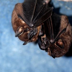 Toltec fruit-eating bat (Dermanura tolteca)