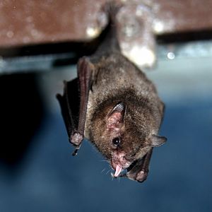 Commissaris's long-tongued bat (Glossophaga commissarisi)