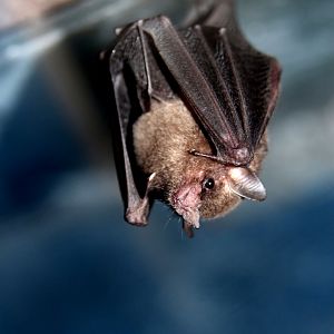 Commissaris's long-tongued bat (Glossophaga commissarisi)