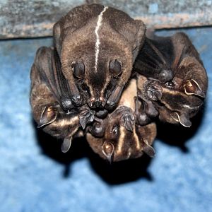 greater broad-nosed bat (Platyrrhinus vittatus)