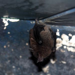 Species ID? Underwood's long-tongued bat (Hylonycteris underwoodi) or Geoffroy’s tailless bat (Anoura geoffroyi)