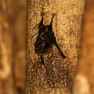 greater sac-winged bat (Saccopteryx bilineata)
