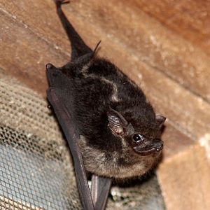 greater sac-winged bat (Saccopteryx bilineata)