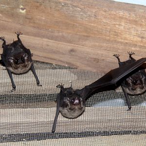 greater sac-winged bat (Saccopteryx bilineata)