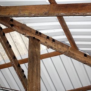 greater sac-winged bat (Saccopteryx bilineata)