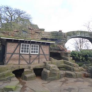 Exhibit for Alpine Ibex