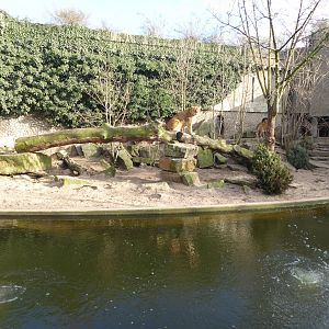 Exhibit for non-subspecific Lion