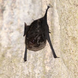 greater sac-winged bat (Saccopteryx bilineata)