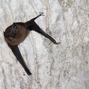 greater dog-like bat (Peropteryx kappleri)