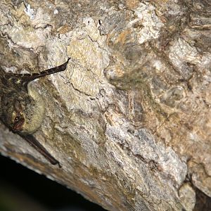 proboscis bat (Rhynchonycteris naso)