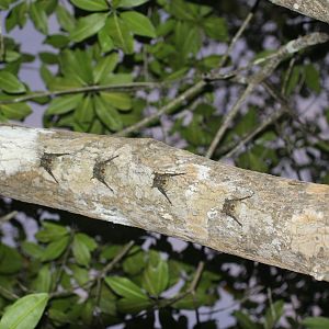 proboscis bat (Rhynchonycteris naso)