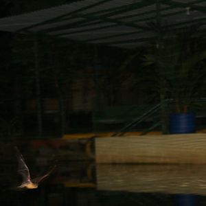 greater bulldog bat or fisherman bat (Noctilio leporinus)