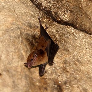 orange nectar bat (Lonchophylla robusta)