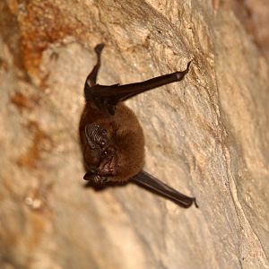 greater dog-like bat (Peropteryx kappleri)