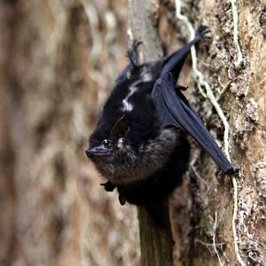 greater sac-winged bat (Saccopteryx bilineata)