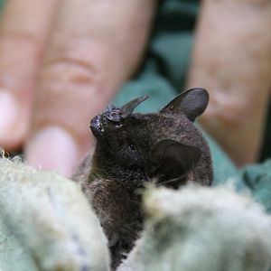 chestnut short-tailed bat (Carollia castanea)