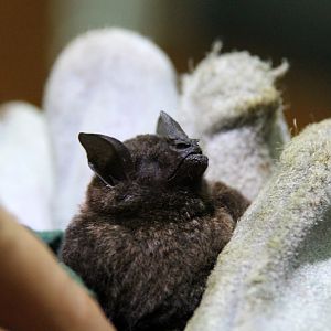 chestnut short-tailed bat (Carollia castanea)