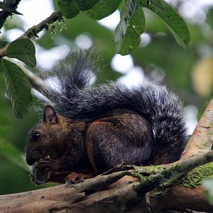 variegated squirrel (Sciurus variegatoides thomasi)