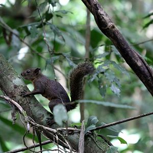 Alfaro's Pygmy Squirrel (Microsciuris alfari)
