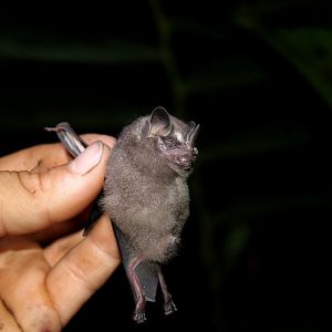 Thomas's fruit-eating bat (Dermanura watsoni)