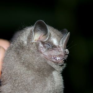 Thomas's fruit-eating bat (Dermanura watsoni)