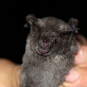 Sowell's short-tailed bat (Carollia sowelli)