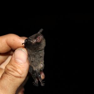black myotis (Myotis nigricans)