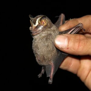 Striped yellow-eared bat (Vampyriscus nymphaea)