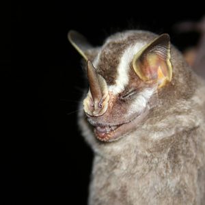 Striped yellow-eared bat (Vampyriscus nymphaea)