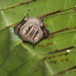 tent-making bat (Uroderma bilobatum)