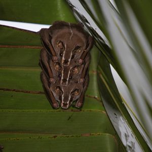 tent-making bat (Uroderma bilobatum)