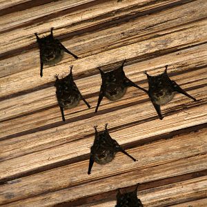 Proboscis Bat (Rhynchonycteris naso)