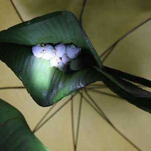 Honduran white bat (Ectophylla alba)