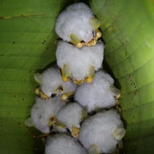Honduran white bat (Ectophylla alba)