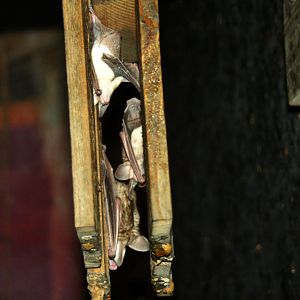 pallid bat (Antrozous pallidus)