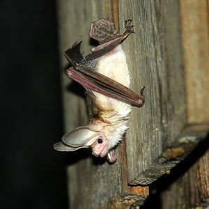 pallid bat (Antrozous pallidus)