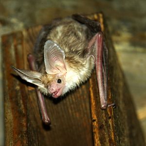 pallid bat (Antrozous pallidus)