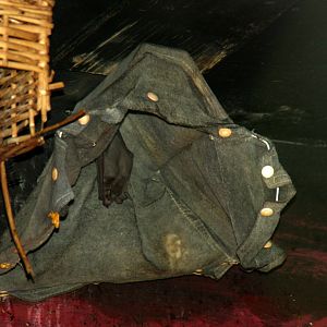 lesser long-nosed bat (Leptonycteris yerbabuenae)