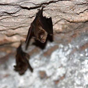 lesser false vampire bat (Megaderma spasma)