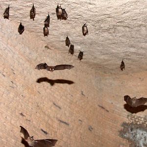 lesser false vampire bat (Megaderma spasma)