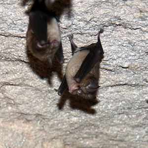lesser false vampire bat (Megaderma spasma)