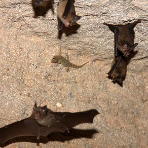 lesser false vampire bat (Megaderma spasma)