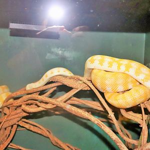 Albino Darwin Carpet Python (Morelia spilota variegata)