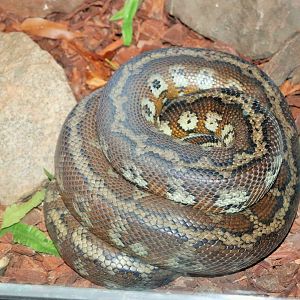 Darwin Carpet Python (Morelia spilota variegata )