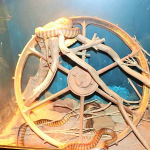 Woma Python Enclosure