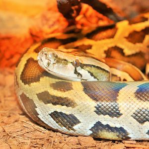 Burmese Python (Python bivittatus)